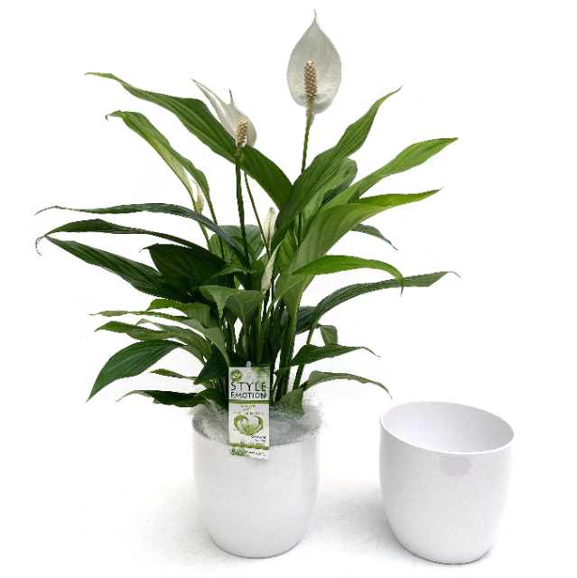 Picture of SPATHIPHYLLUM IN WHITE CERAMIC