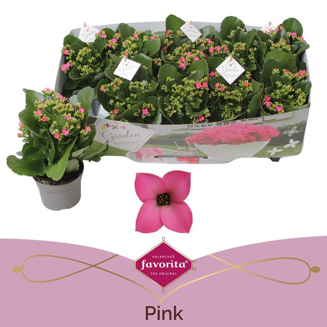 Picture of Kalanchoe garden favorita pink