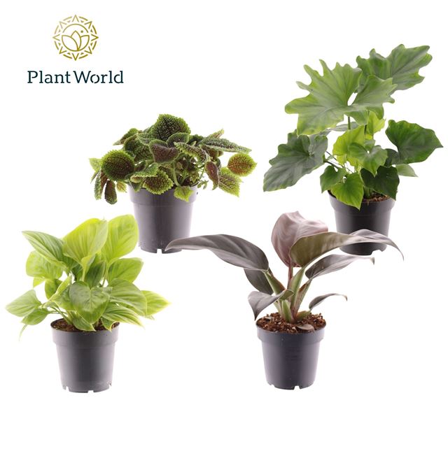 Picture of PILEA SILVER TREE
