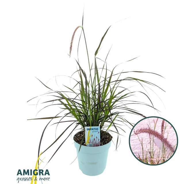 Picture of Pennisetum rubrum
