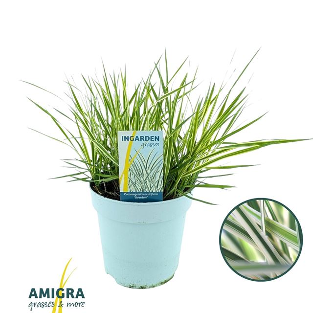 Picture of Calamagrostis acutiflora