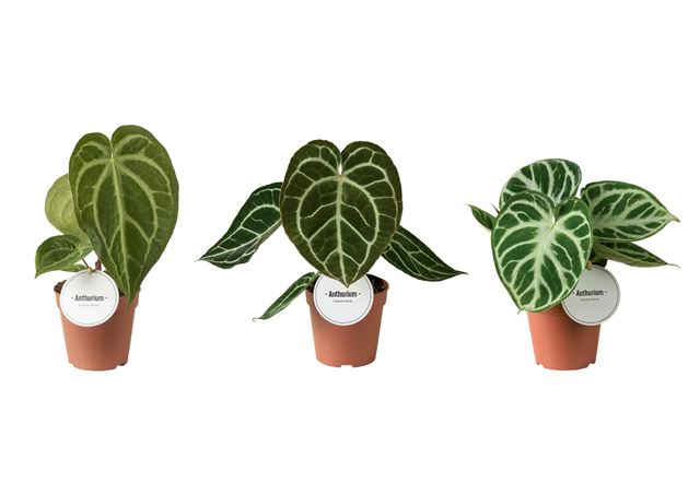 Picture of Anthurium mix
