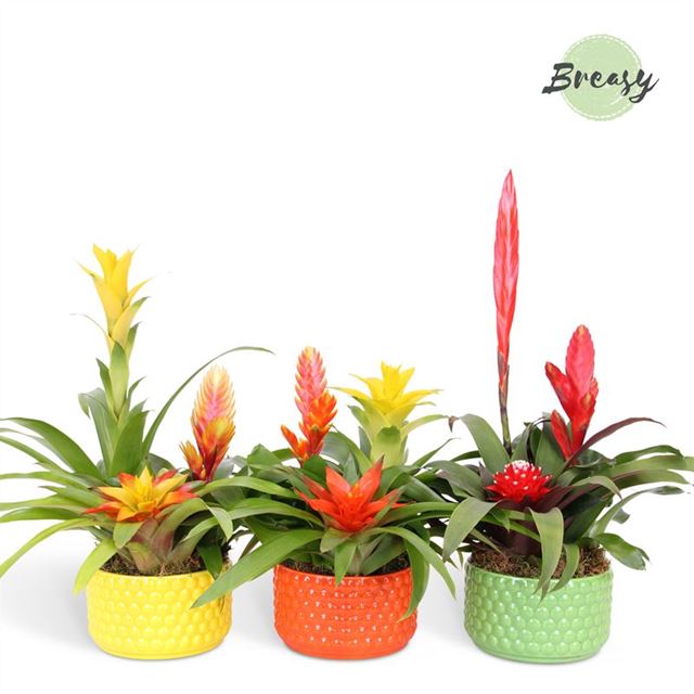 Picture of BROMELIA 03PP MIX IN CERAMIC BOWL