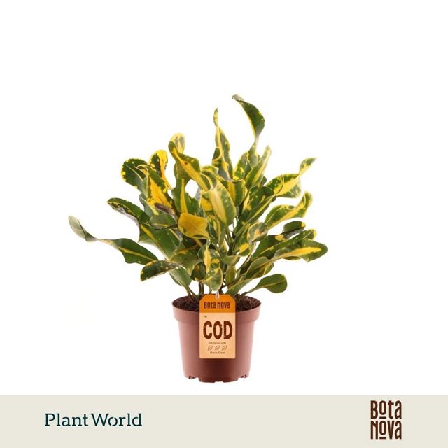 Picture of Codiaeum/croton yellow 3pp