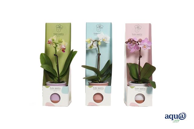 Picture of Phalaenopsis 01-stem tiny dolls in ceramic giftbox