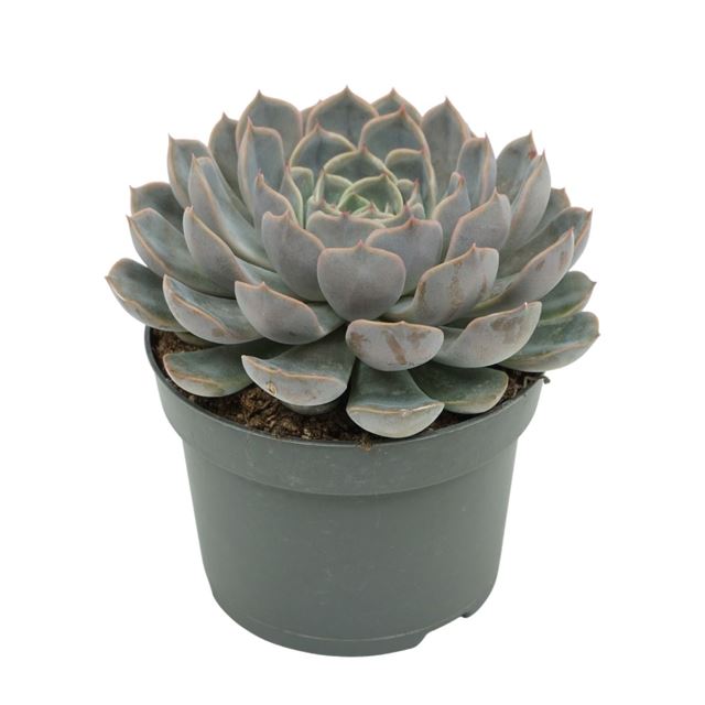 Picture of ECHEVERIA ORION 