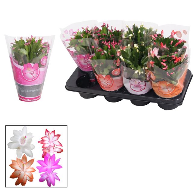 Picture of SCHLUMBERGERA GAERTNERI MIX
