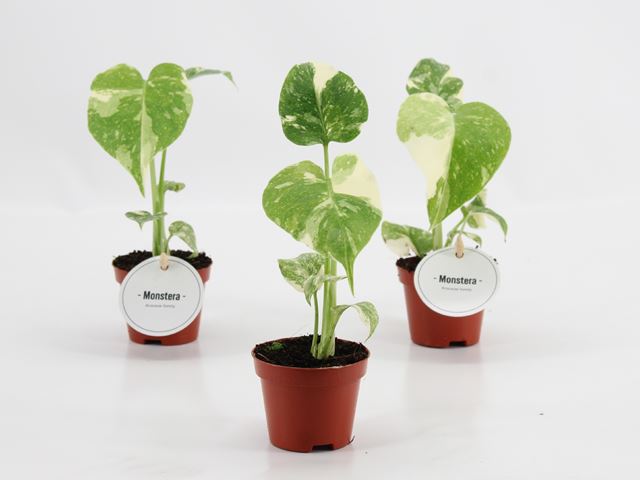 Picture of Monstera deliciosa thai constellation