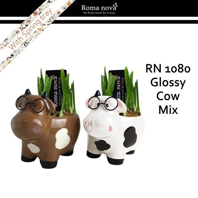 Picture of Narcissus glossy cow mix