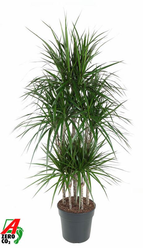 Picture of DRACAENA MARGINATA CARROUSEL 090CM