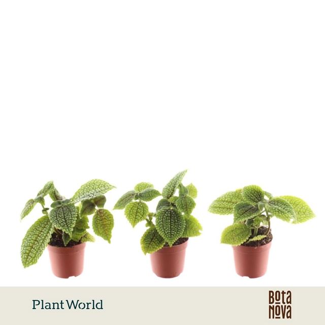 Picture of Pilea moonvalley