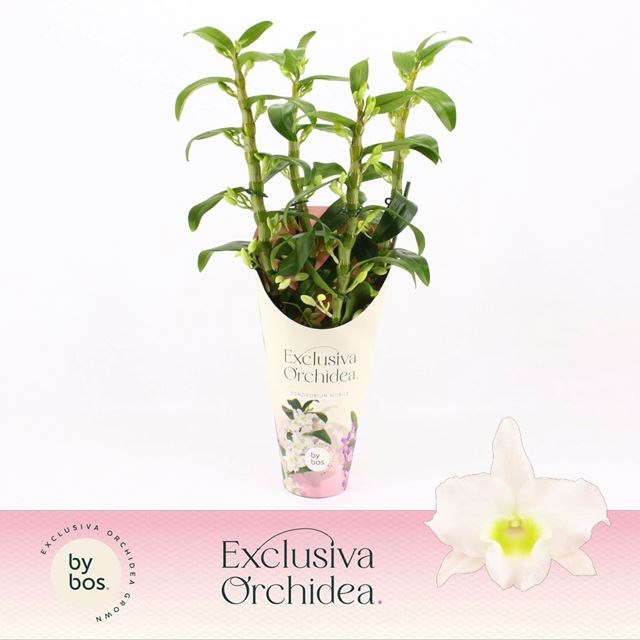 Picture of DENDROBIUM 04-STEM NOBILE APOLLON POTCOVER