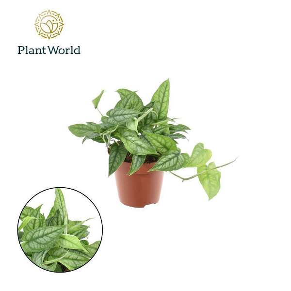 Picture of Monstera siltepecana