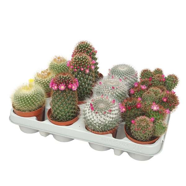 Picture of CACTUS NATURAL FLOWERING MIX