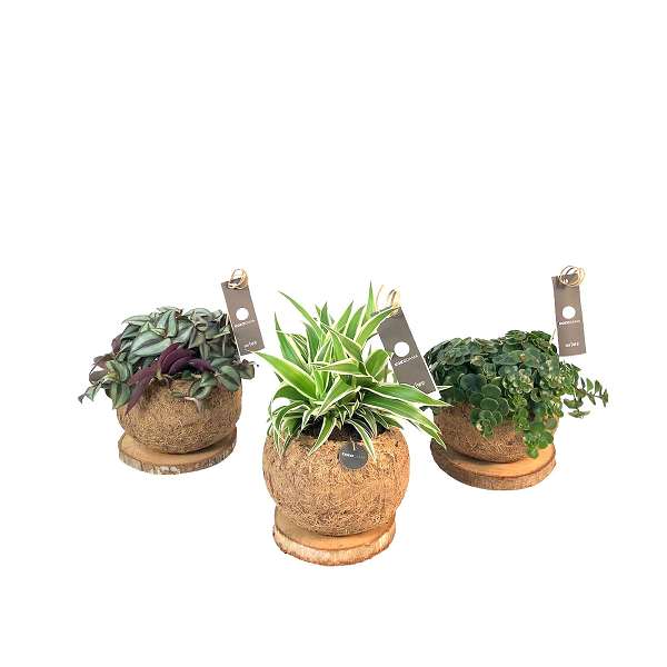 Picture of KOKODAMA FOLIAGE SMIT COLLECTION
