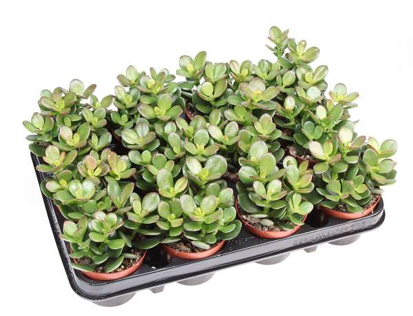 Picture of Crassula ovata minor