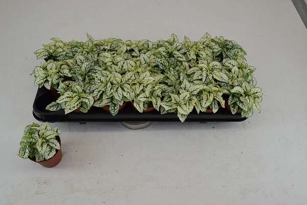 Picture of HYPOESTES WHITE
