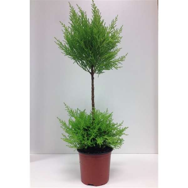 Picture of CUPRESSUS MACROCARPA GOLD CREST WILMA DUO-BALL