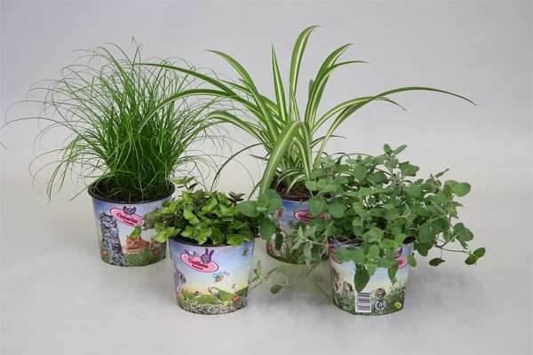 Picture of HOUSEPLANT PET MIX 4 VARIETIES IN PRINTED POT