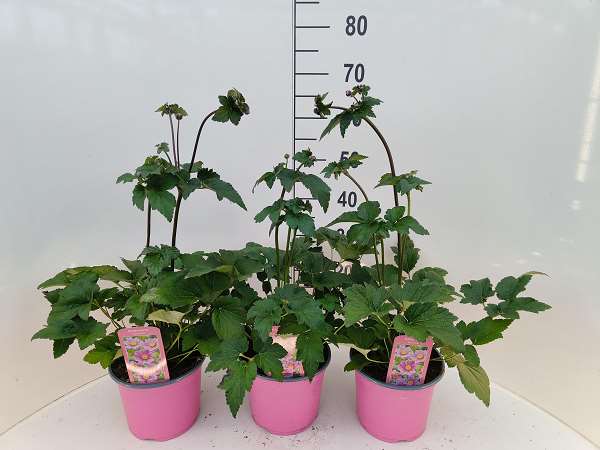 Picture of Anemone pink