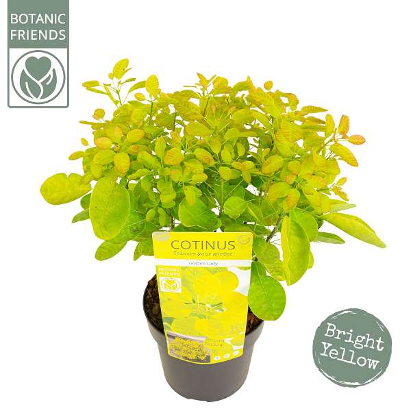 Picture of COTINUS COGGYGRIA GOLDEN LADY