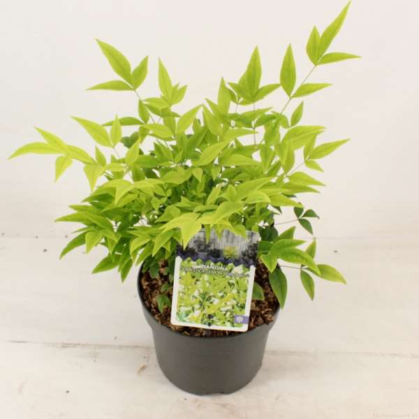 Picture of NANDINA DOMESTICA LEMON AND LIME