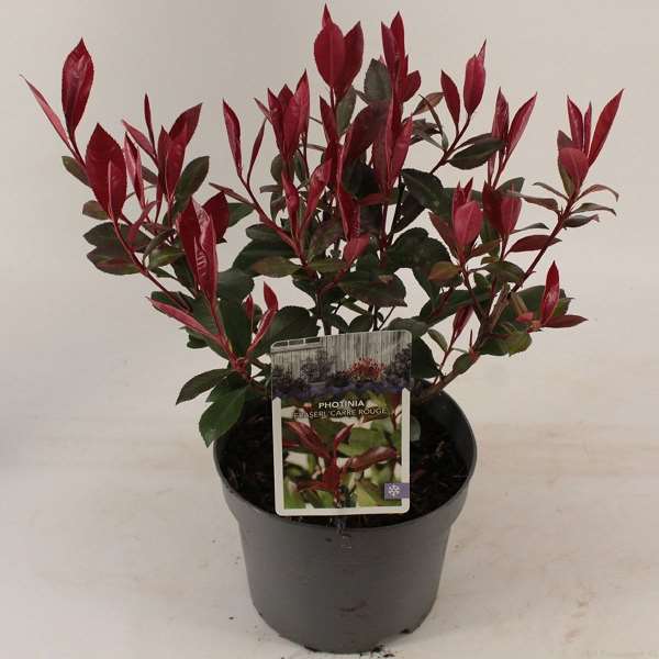 Picture of PHOTINIA FRASERI CARRE ROUGE