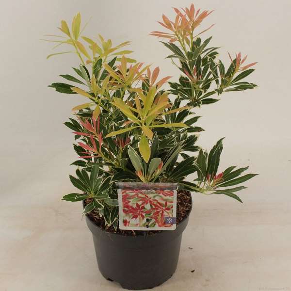 Picture of PIERIS JAPONICA FLAMING SILVER