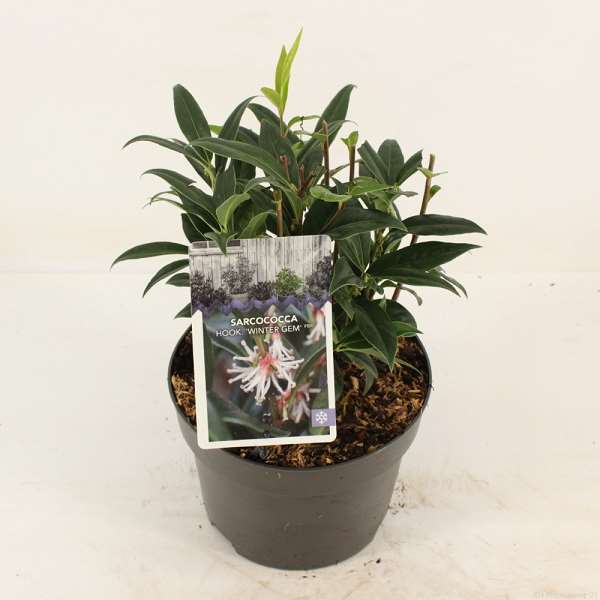 Picture of SARCOCOCCA HUMILIS WINTER GEM