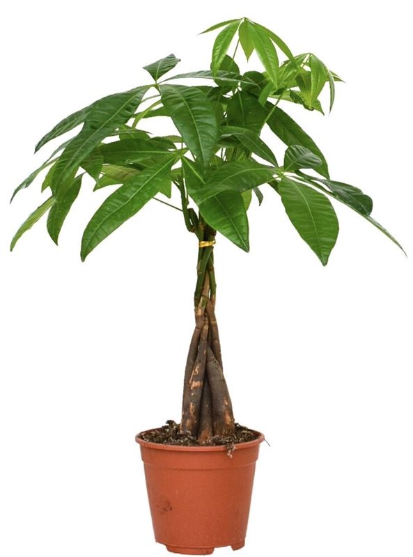 Picture of Pachira aquatica