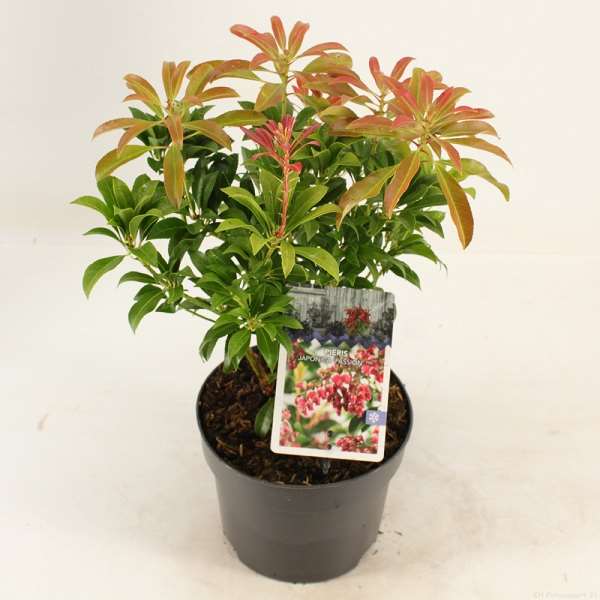 Picture of PIERIS JAPONICA PASSION