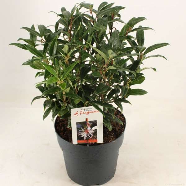 Picture of SARCOCOCCA HOOKERIANA PURPLE GEM