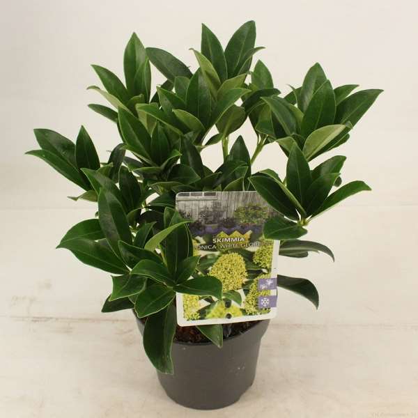 Picture of SKIMMIA JAPONICA WHITE GLOBE 05+FL