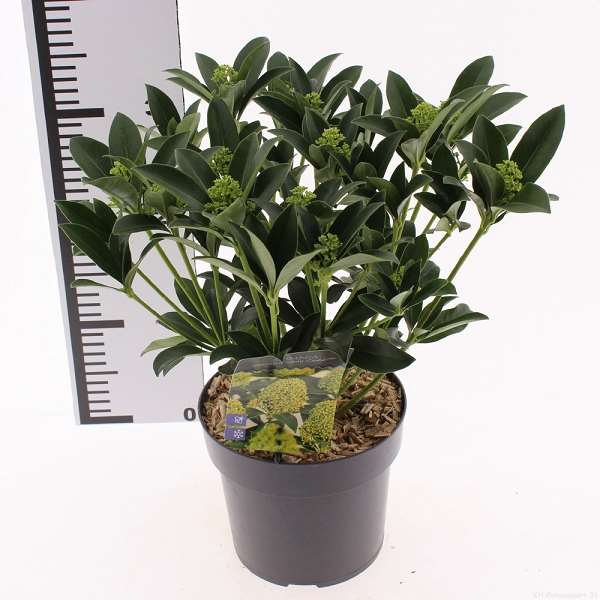 Picture of Skimmia japonica white globe 15+fl
