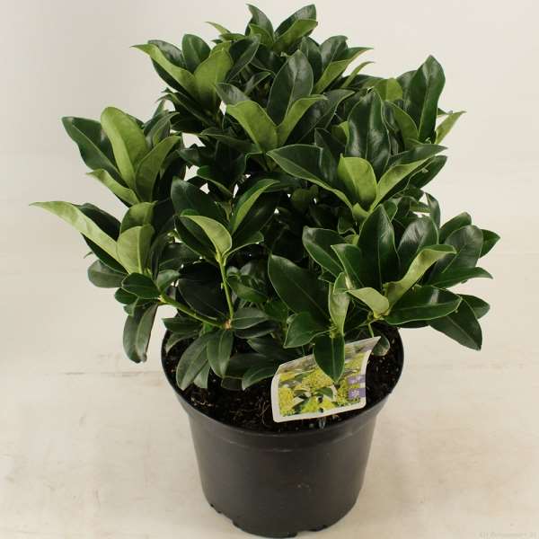 Picture of SKIMMIA JAPONICA WHITE GLOBE 20+FL