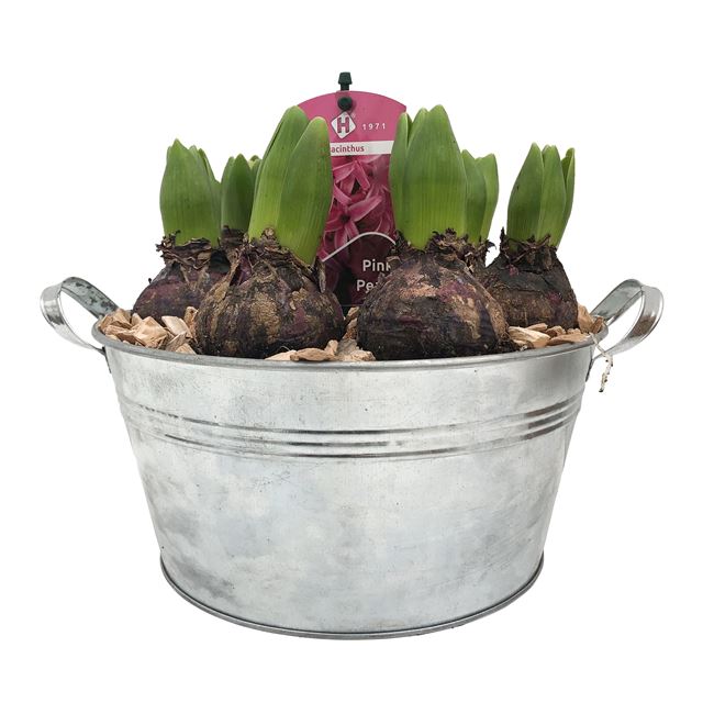 Picture of HYACINTHUS 08BULBS MIX IN ZINC POT