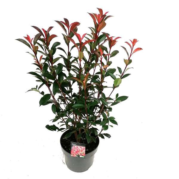 Picture of PHOTINIA FRASERI CARRE ROUGE