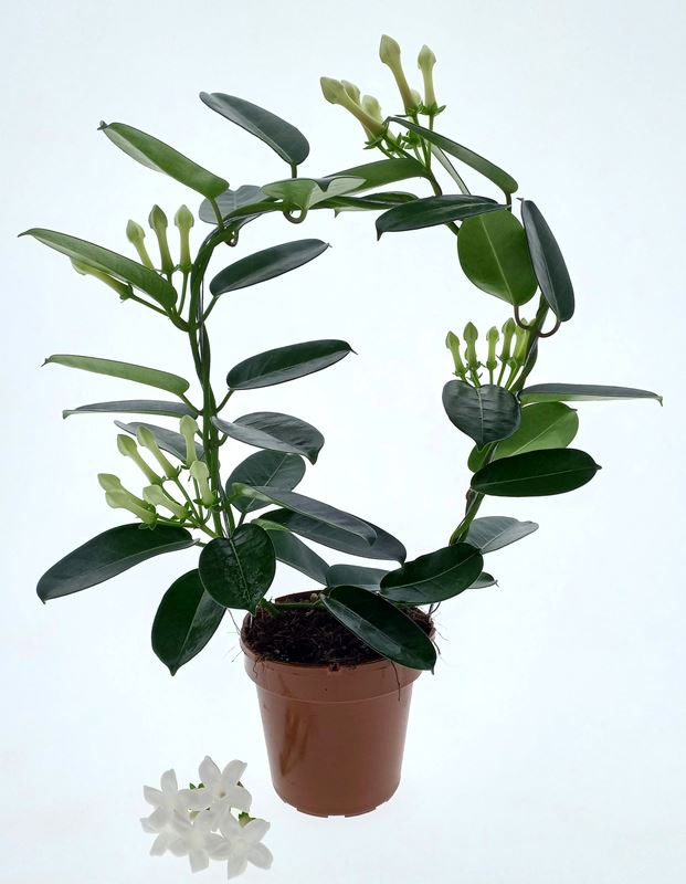 Picture of Stephanotis hoop 03/05-fl