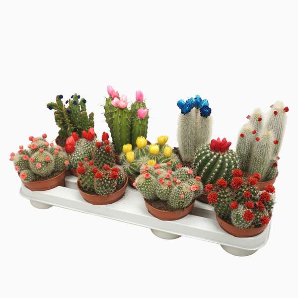 Picture of CACTUS MIX ARTIFICIAL FLOWERS