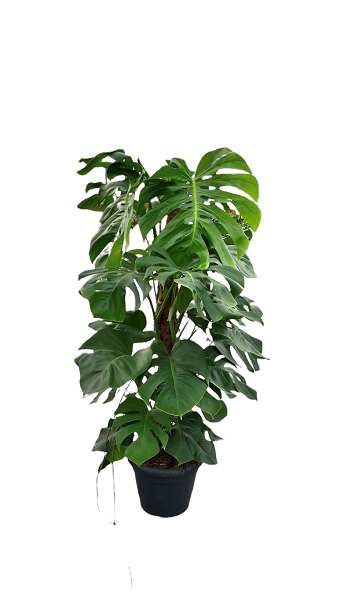 Picture of MONSTERA PERTUSUM