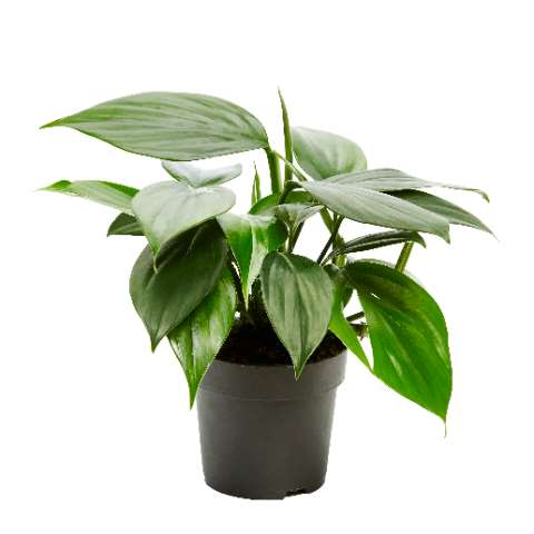 Picture of PHILODENDRON DRAGON TAIL