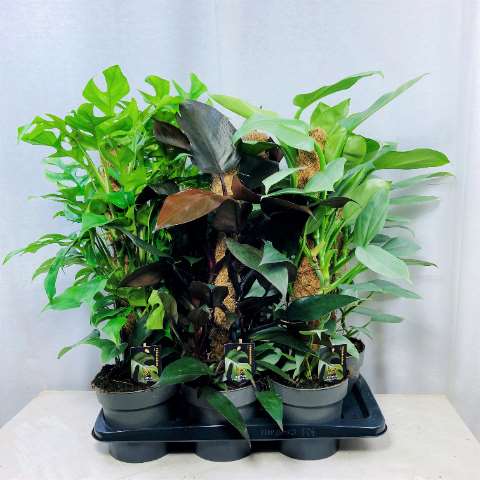 Picture of PHILODENDRON MIX