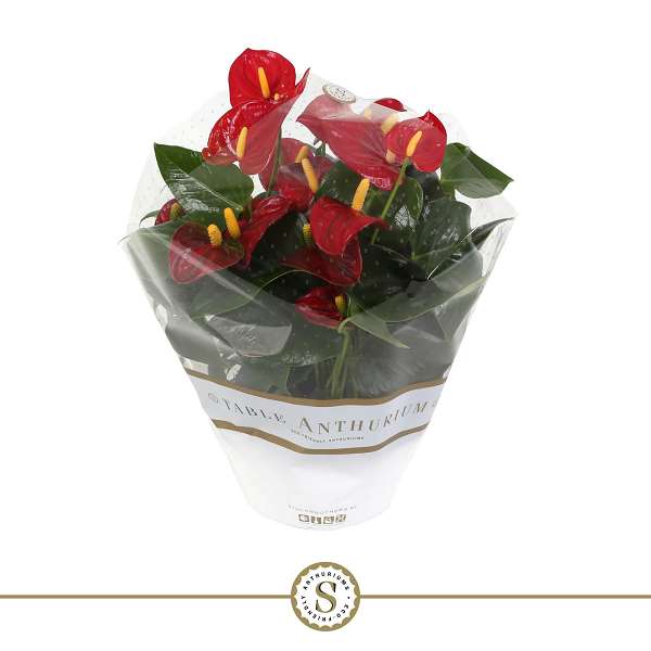 Picture of ANTHURIUM ANDREANUM CHAMPION RED