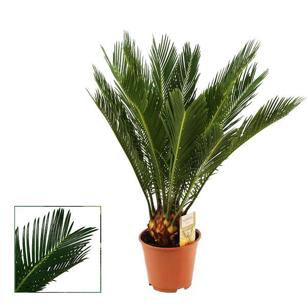 Picture of Cycas revoluta