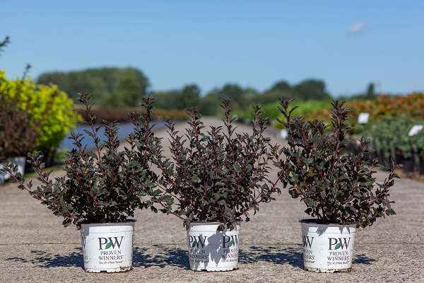 Picture of Physocarpus opulif  tiny wine gold