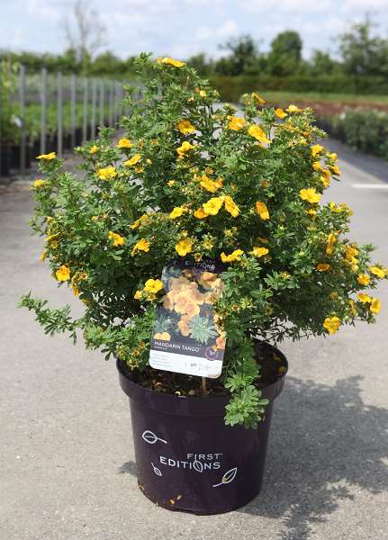 Picture of Potentilla fruticosa mandarin tango