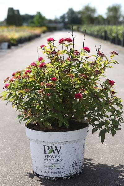 Picture of SPIRAEA JAP DOUBLE PLAY® DOOZIE PROVEN WINNERS®