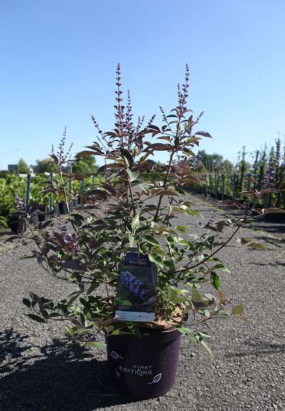 Picture of VITEX AGNUS-CASTUS FLIP SIDE