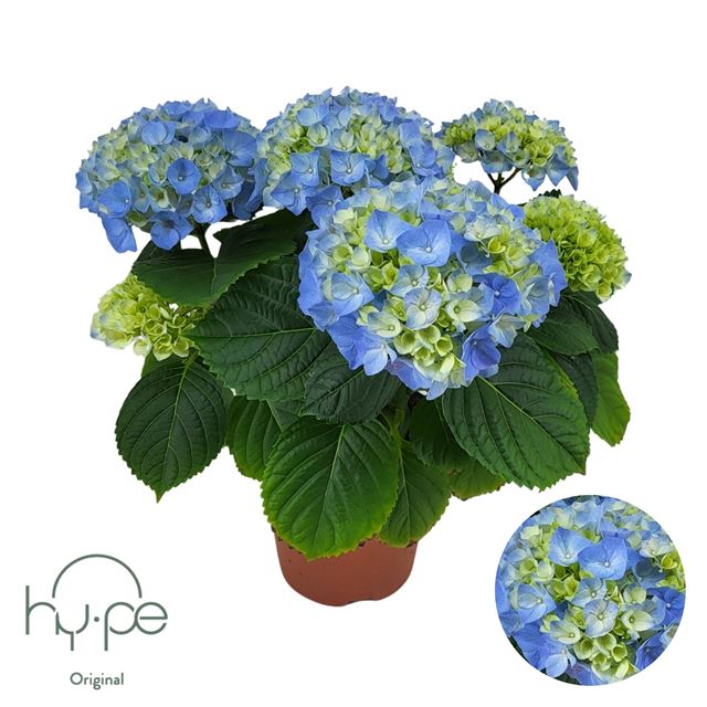 Picture of Hydrangea mophead 05+fl blue