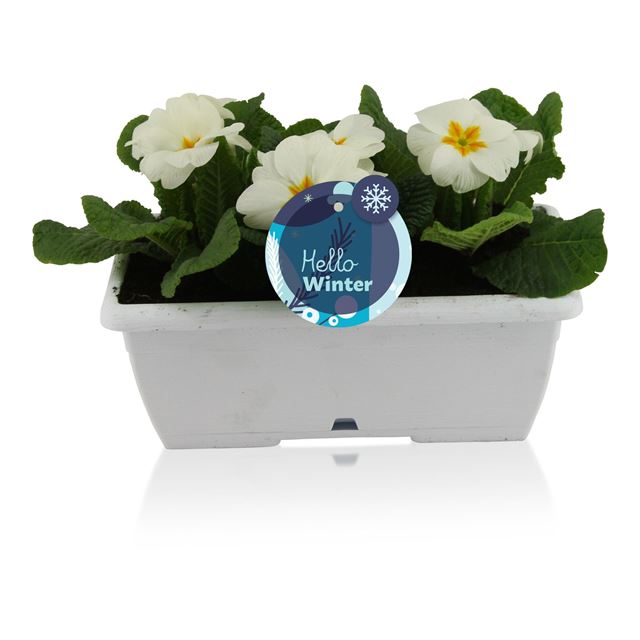 Picture of Primula acaulis in white windowbox